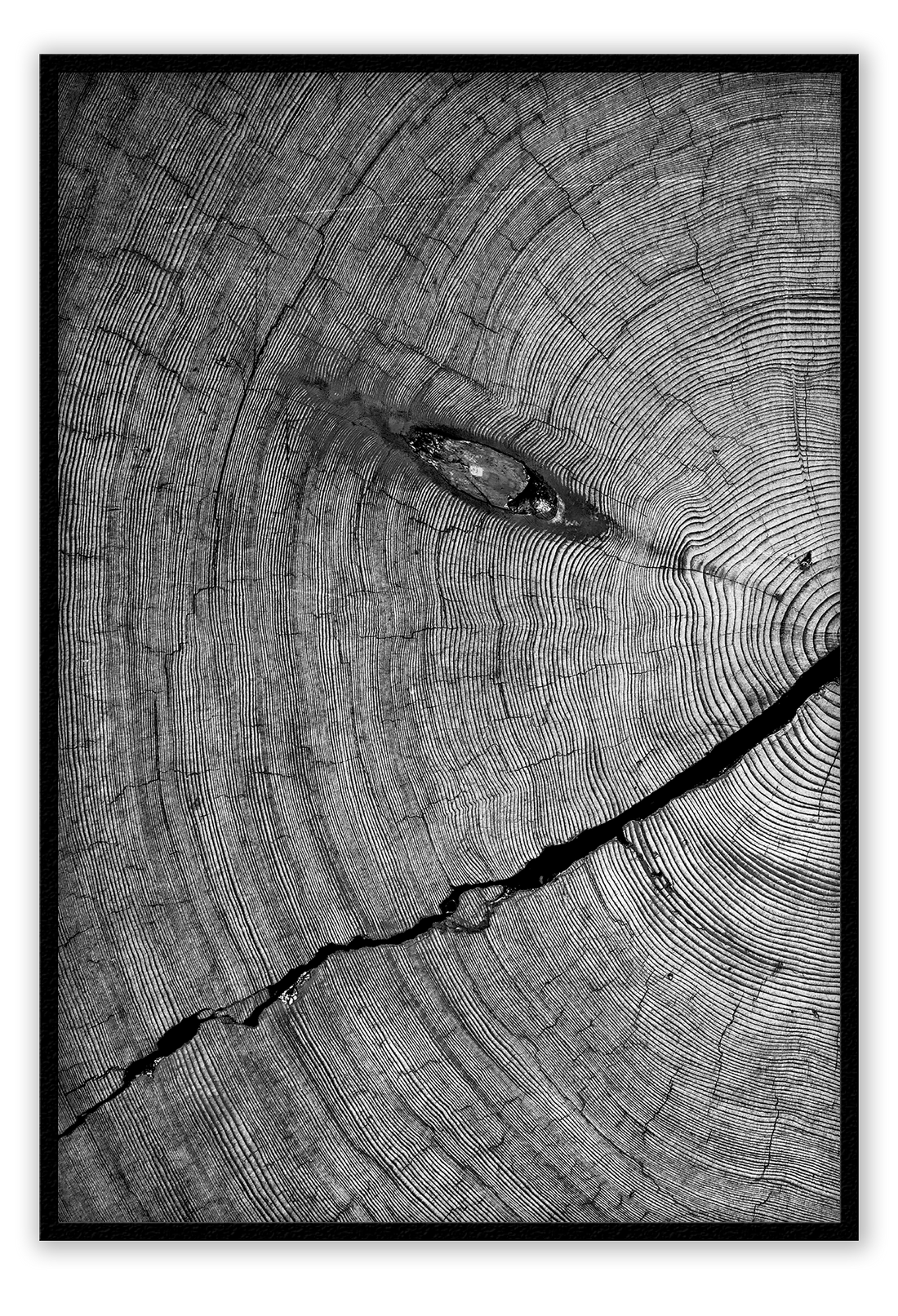 Natural earthy print cut wood age lines black and white close up portrait landscape