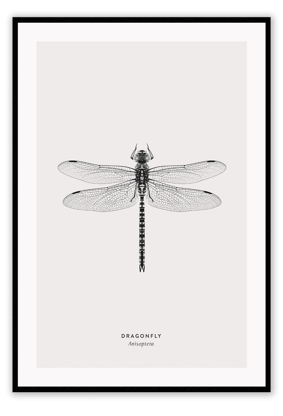 A black and white dragonfly insect sample-like wall art.