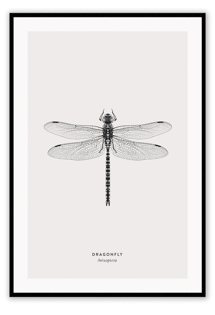 A black and white dragonfly insect sample-like wall art.