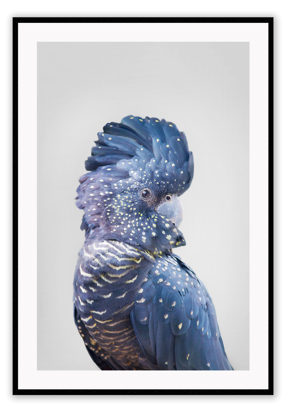 A natural animal wall art of a colourful parrot with blue and purple feathers on a grey background