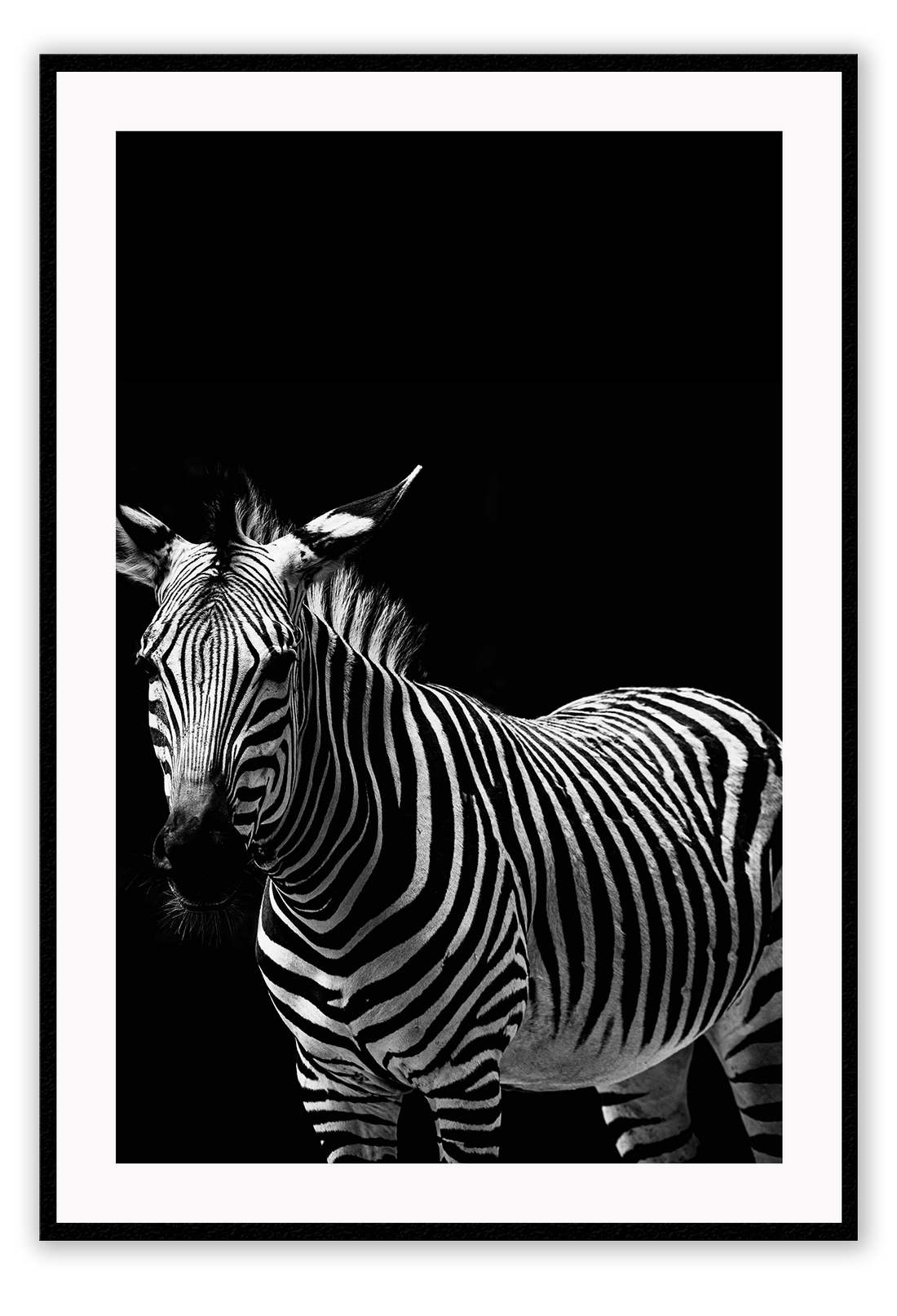 Dark moody black and white striped animal print portrait black background 