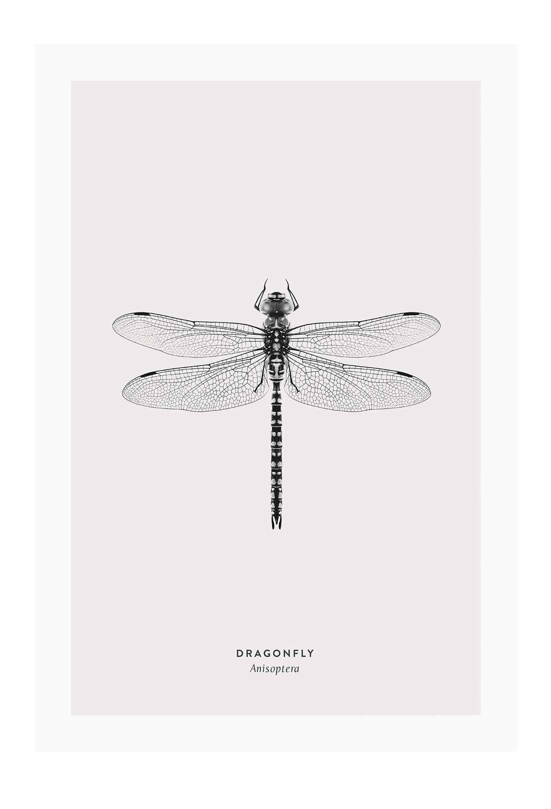 A black and white dragonfly insect sample-like wall art.