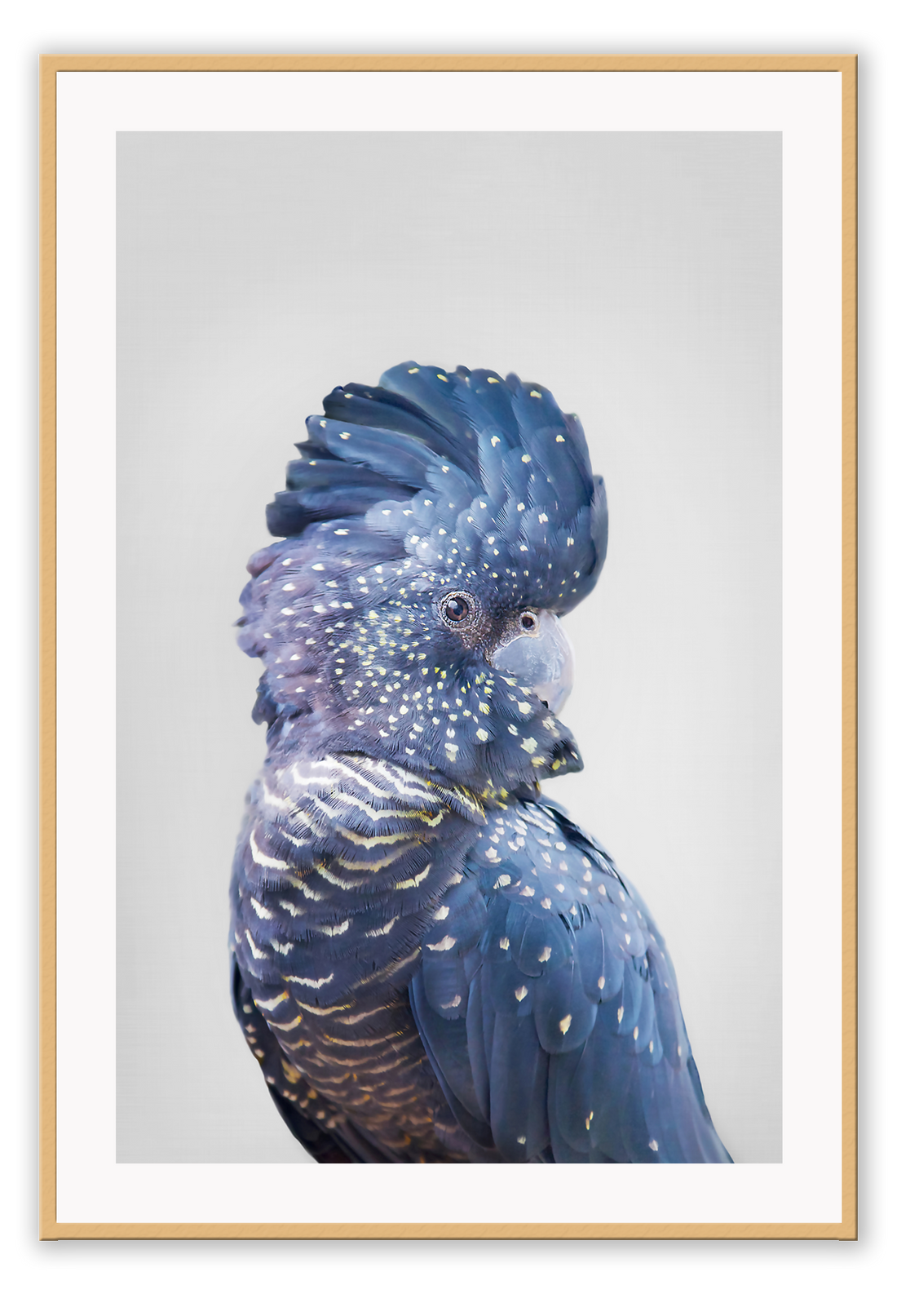 A natural animal wall art of a colourful parrot with blue and purple feathers on a grey background