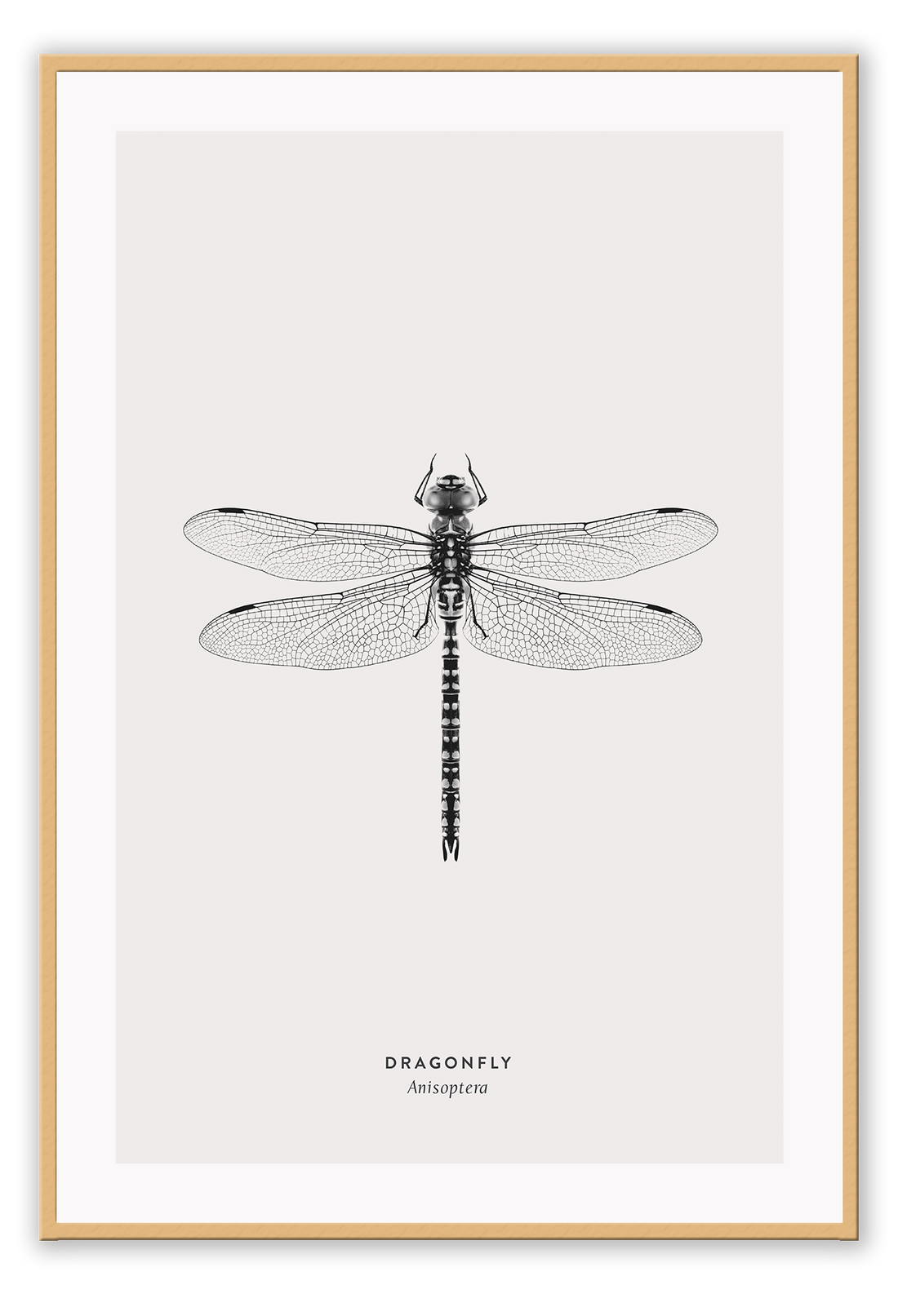 A black and white dragonfly insect sample-like wall art.