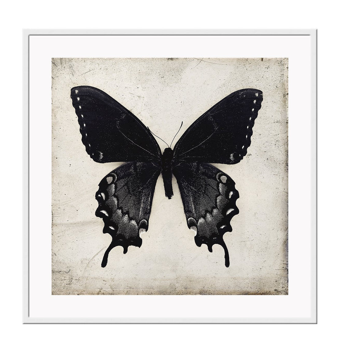 Square butterfly print with vintage paper background and black insect with wings extended 