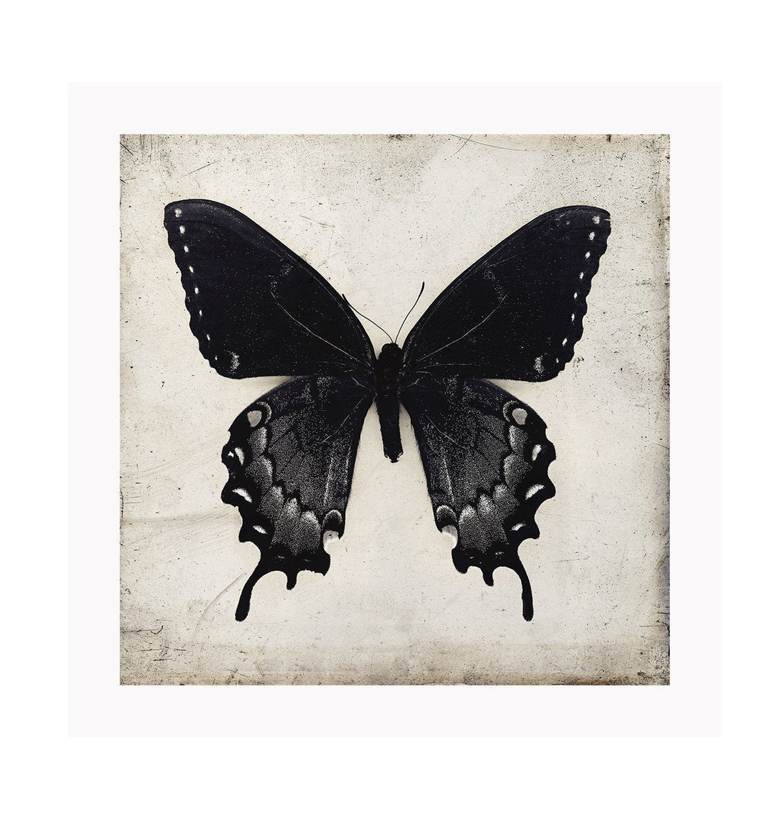 Square butterfly print with vintage paper background and black insect with wings extended 