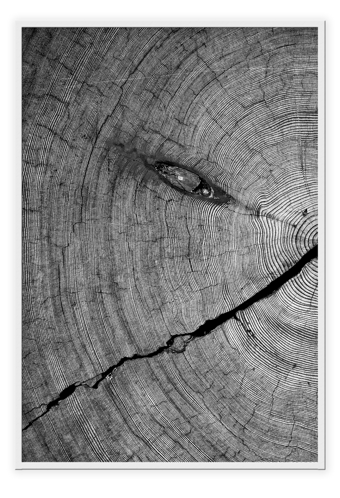 Natural earthy print cut wood age lines black and white close up portrait landscape