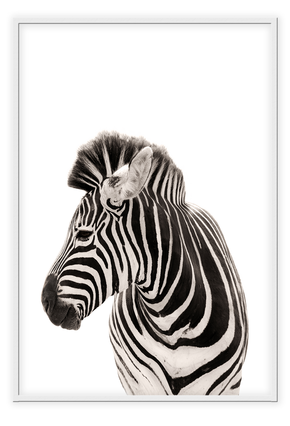 Animal photography print with black and white stripes on white background