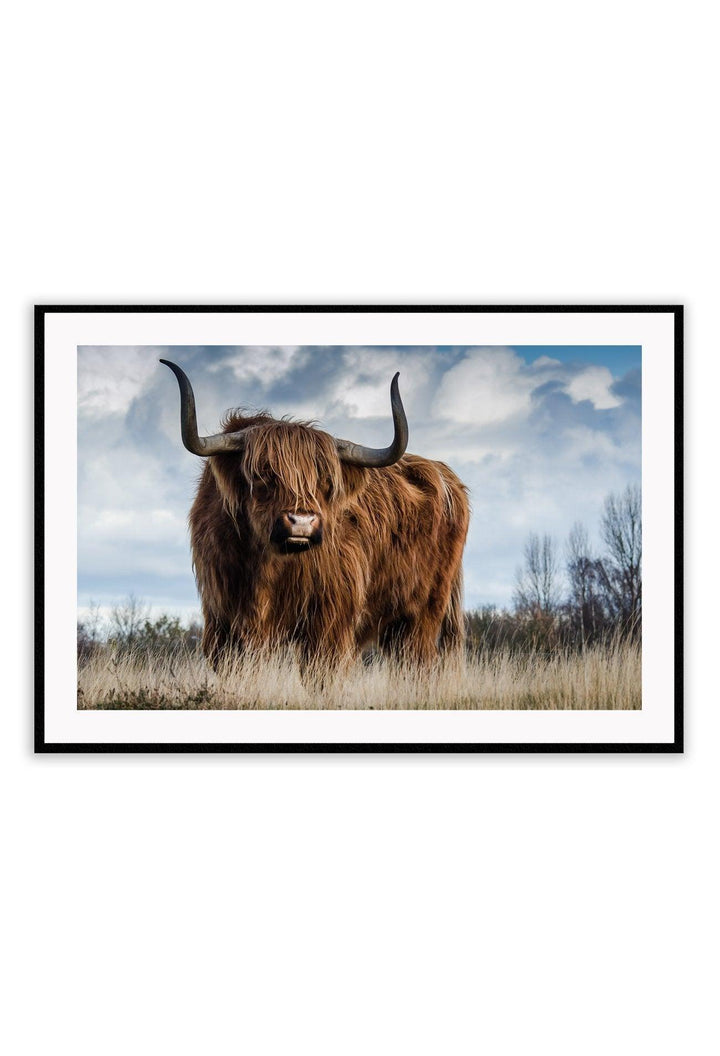 Highland Cow