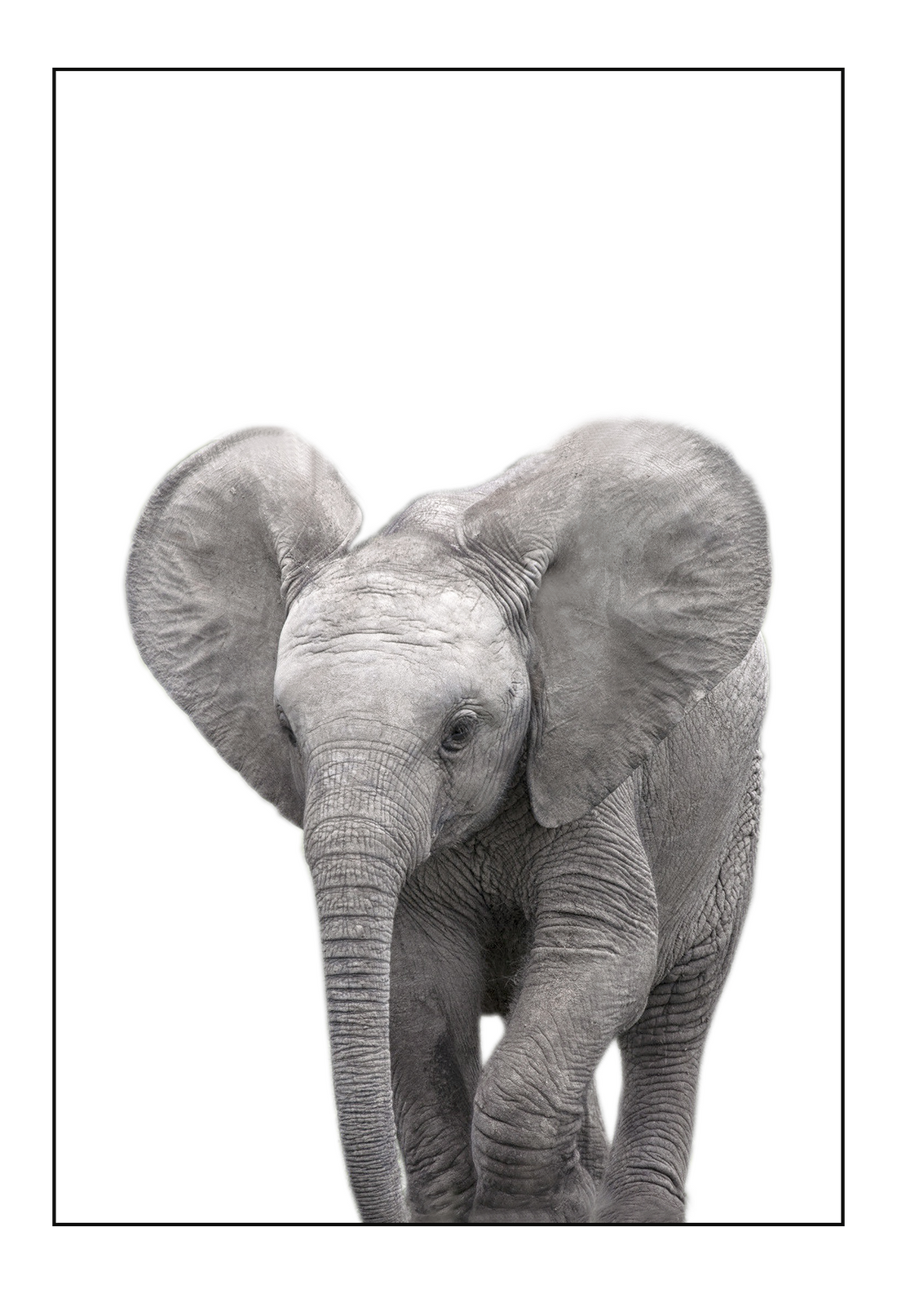 Kids nursery print with a baby elephant close-up in front of a white background. 