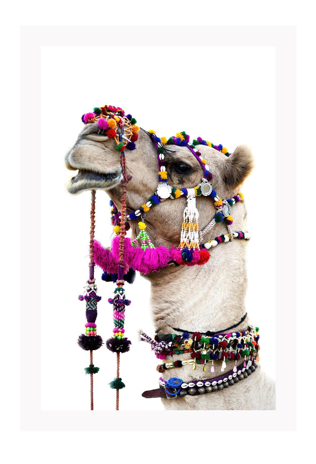 Animal camel print photography bright pink yellow red blue pom pom harness on white background