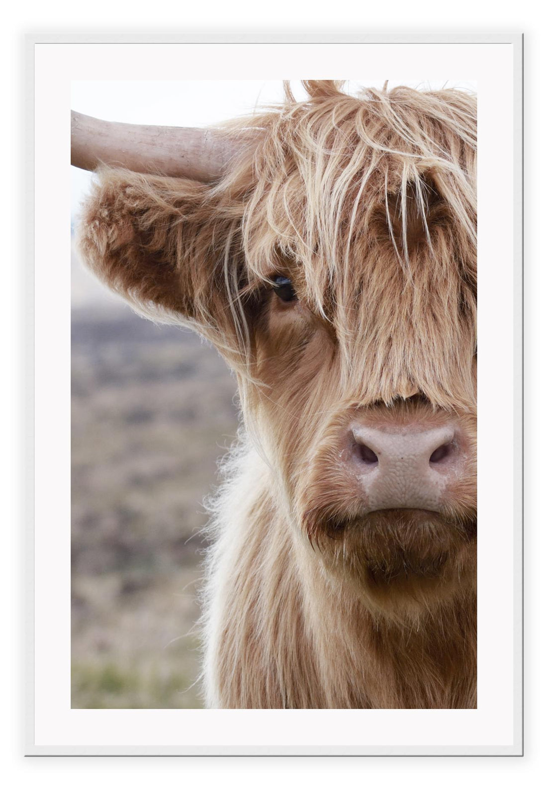 Brown fluffy cow with horns in nature print boho natural portrait of animal 