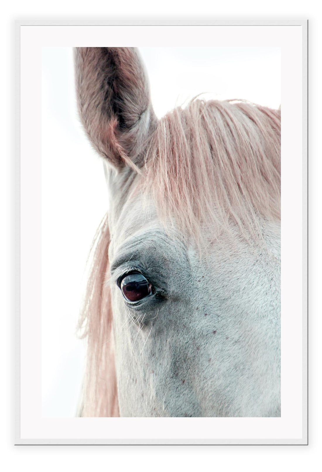 Horse print photography animal white background and neutral boho style 