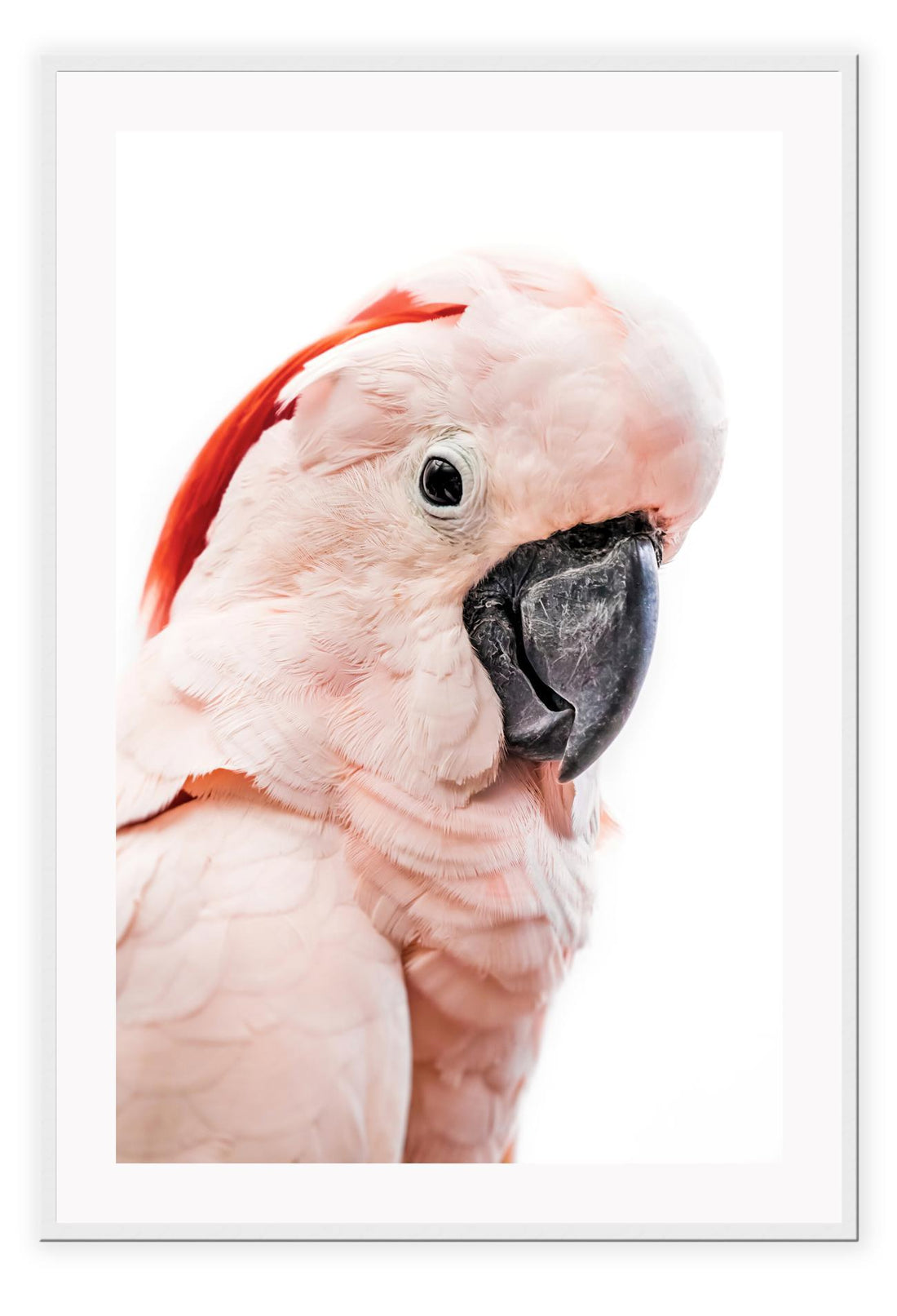 Pink lorokeet bird with black beak and white background, feathers and texture with pastel tones 