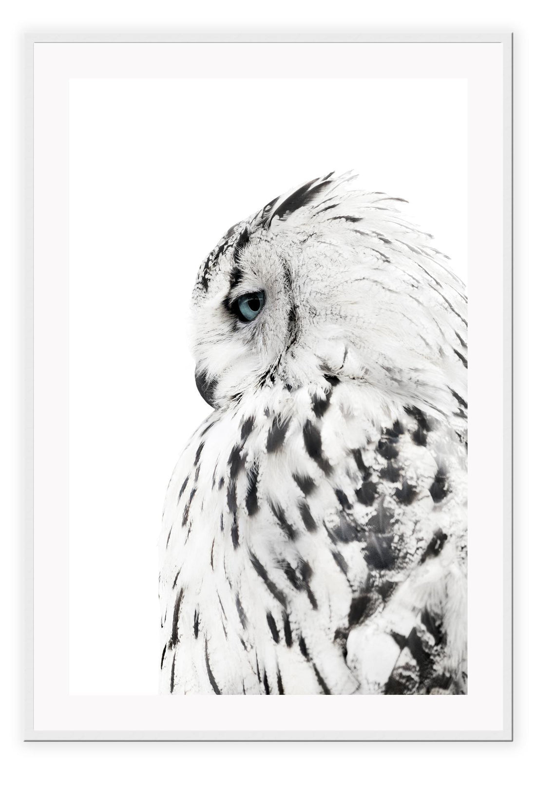 Animal photography print with black and white coloured owl spotty feathers on white background profile view 